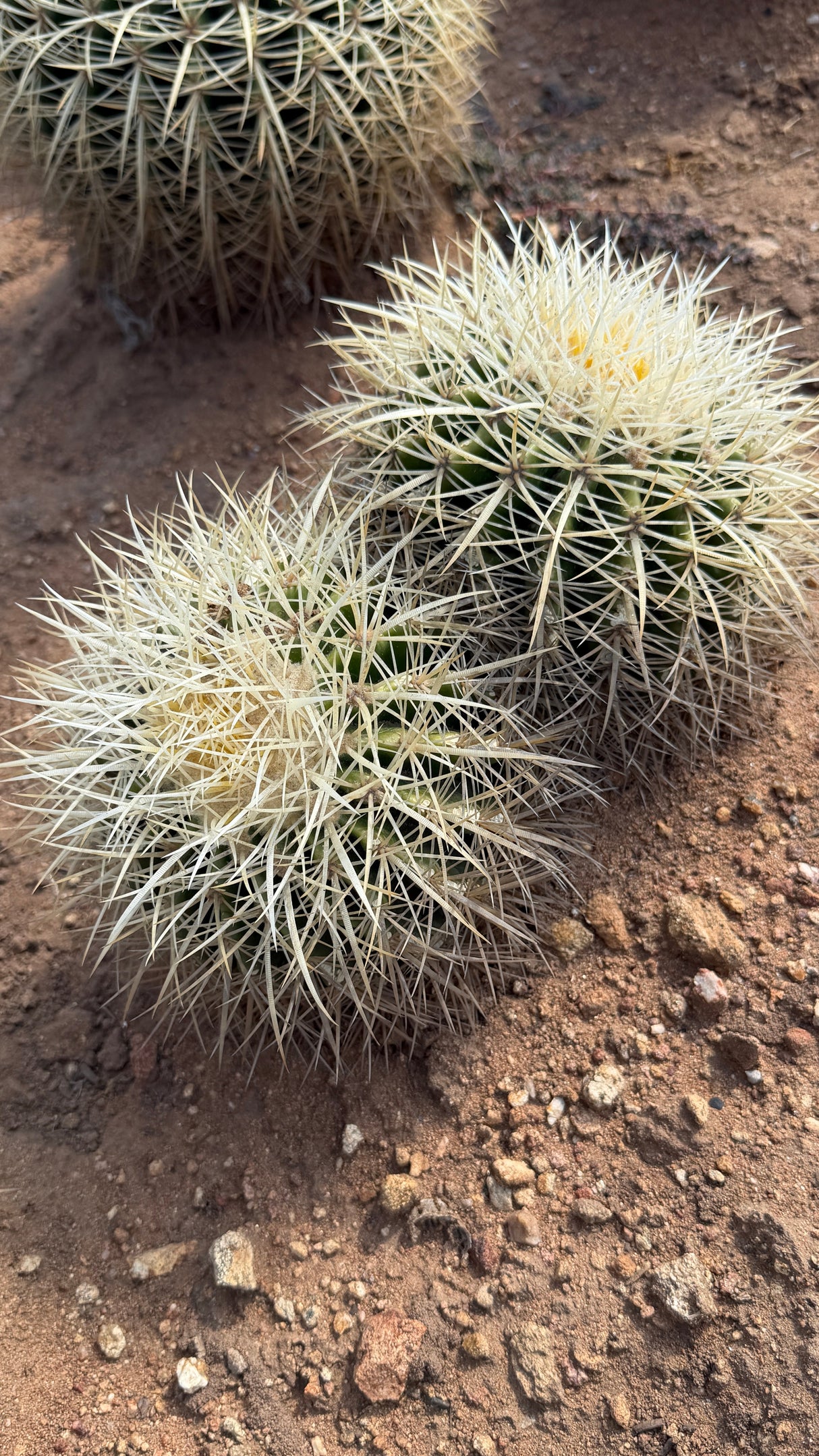 White Spine Barrel Cactus double cluster with frost white spines, Echinocactus grusonii albispinus