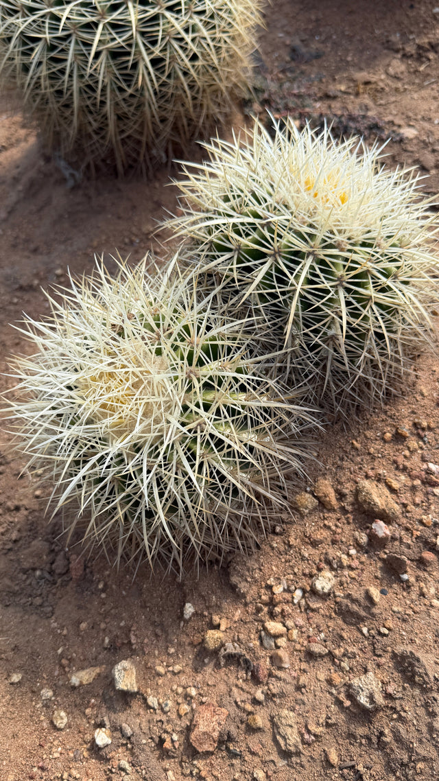 White Spine Barrel Cactus double cluster with frost white spines, Echinocactus grusonii albispinus