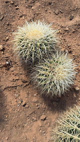 Top view of the two white spined barrel heads grown together